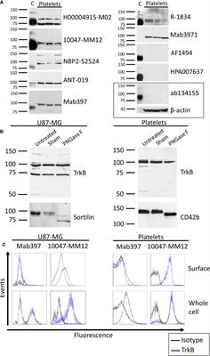 Tissue-Specificity of Antibodies Raised Against TrkB and p75NTR Receptors; Implications for Platelets as Models of Neurodegenerative Diseases